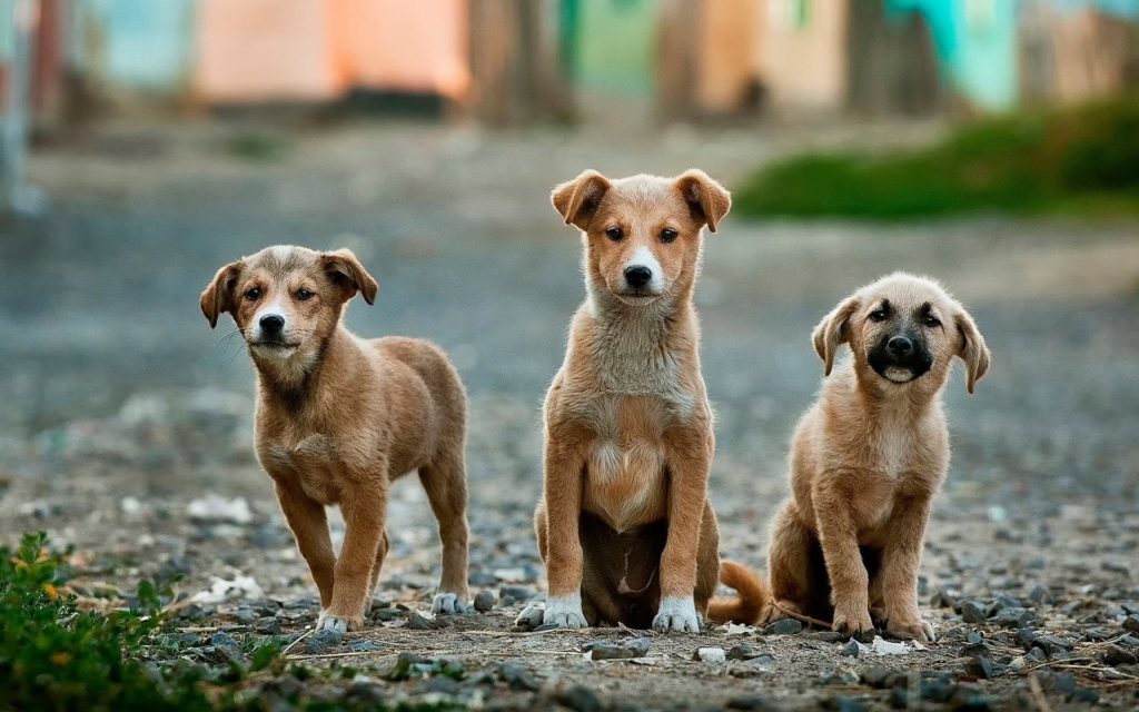 Tierhalterhaftpflicht – Wenn Hunde und Pferde Schaden anrichten